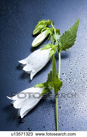Stock Image - Campanula punctata. Fotosearch