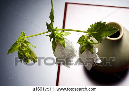 Campanula punctata View Large Photo Image Stock Image - Campanula punctata. Fotosearch