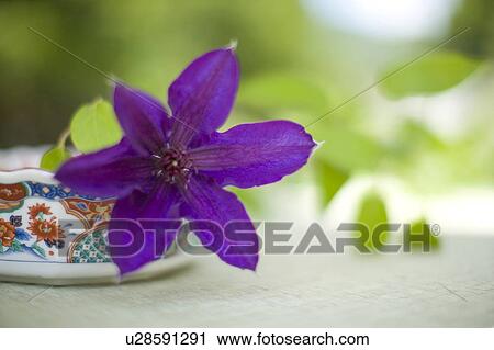 Stock Image - Clematis. Fotosearch