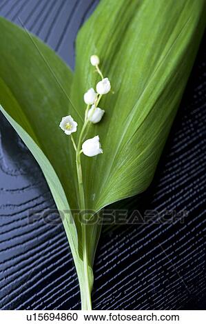 Convallaria keiskei View Large Photo Image Stock Image - Convallaria keiskei. Fotosearch