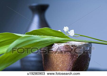 Stock Image - Convallaria keiskei. Fotosearch