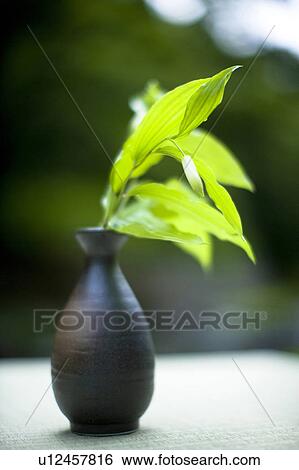 Stock Photograph - Disporum sessile. Fotosearch