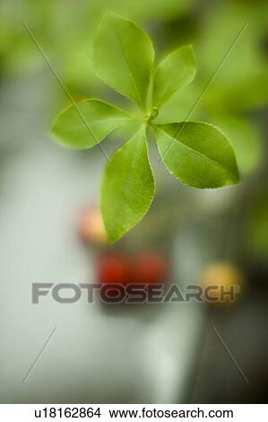 Picture - Enkianthus perulatus. Fotosearch
