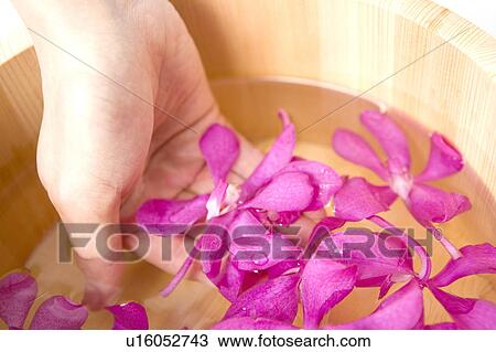 Hand scooping up a petal View Large Photo Image Stock Image - Hand scooping up a petal. Fotosearch