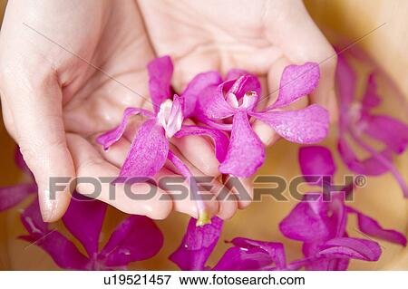 Stock Photo - Hand scooping up a petal. Fotosearch