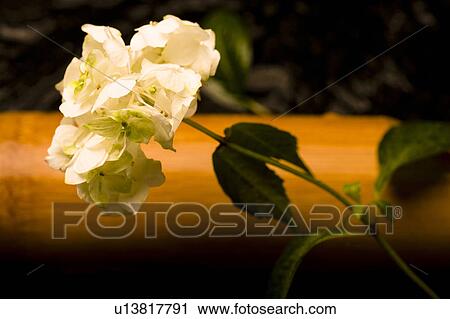 Stock Image - Hydrangea. Fotosearch