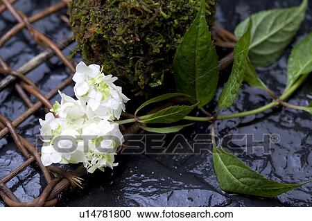 Stock Image - Hydrangea. Fotosearch