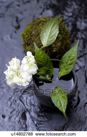 Hydrangea View Large Photo Image Stock Photo - Hydrangea. Fotosearch