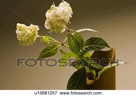 Hydrangea View Large Photo Image Stock Photo - Hydrangea. Fotosearch