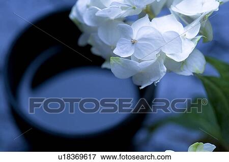 Hydrangea View Large Photo Image Stock Photo - Hydrangea. Fotosearch