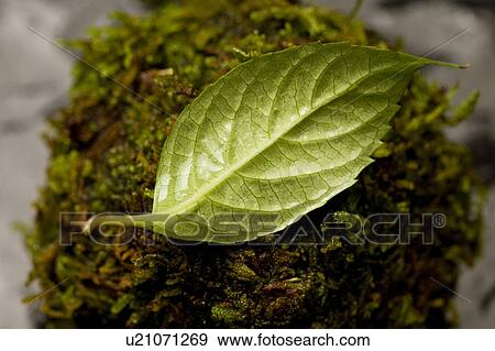 Stock Photo - Hydrangea. Fotosearch