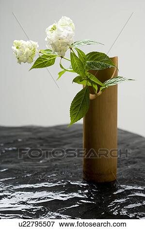 Hydrangea View Large Photo Image Stock Photo - Hydrangea. Fotosearch