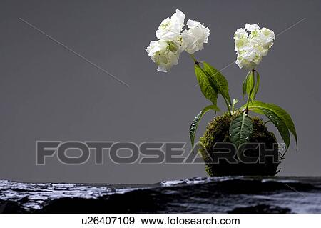 Stock Photo - Hydrangea. Fotosearch