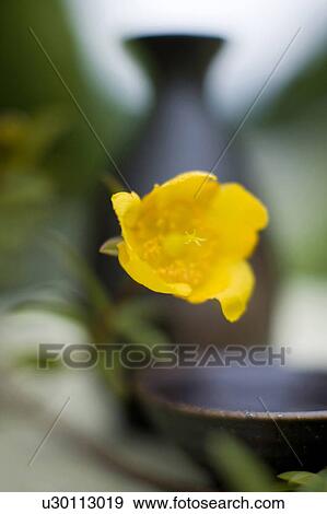 Stock Photo - Hype tulum. Fotosearch