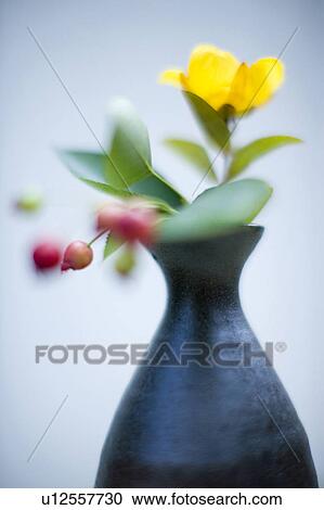 Stock Image - Hypericum chinense. Fotosearch