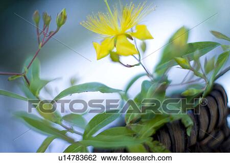 Stock Image - Hypericum chinense. Fotosearch