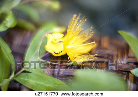 Stock Image - Hypericum chinense. Fotosearch