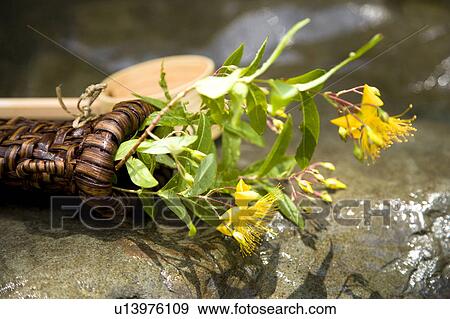 Stock Photo - Hypericum chinense. Fotosearch