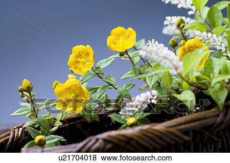 Itea virginica L View Large Photo Image Stock Photo - Itea virginica L. Fotosearch