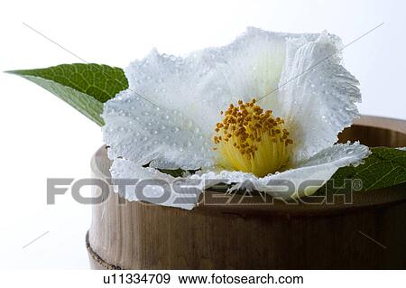 Stock Photo - Japanese stuartia. Fotosearch