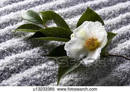 Japanese stuartia View Large Photo Image Stock Photography - Japanese stuartia. Fotosearch