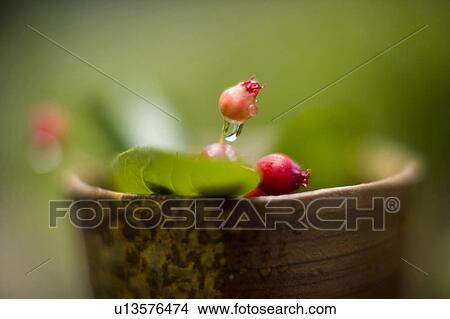 Juneberry View Large Photo Image Picture - Juneberry. Fotosearch