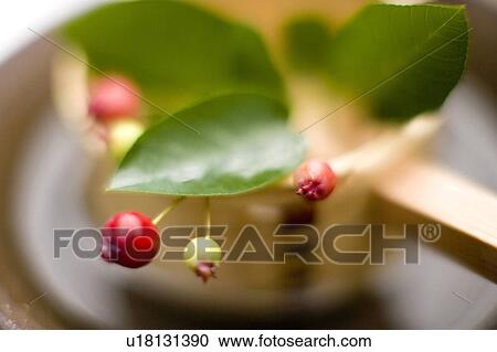 Stock Image - Juneberry. Fotosearch