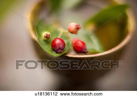 Stock Image - Juneberry. Fotosearch