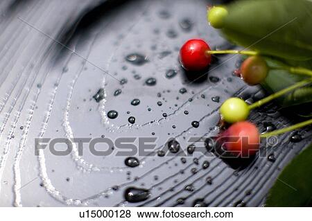 Juneberry View Large Photo Image Stock Photo - Juneberry. Fotosearch