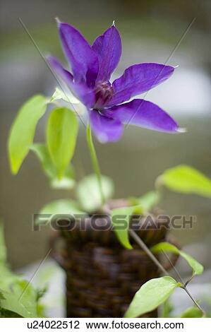 Stock Image - Lilac clematis. Fotosearch