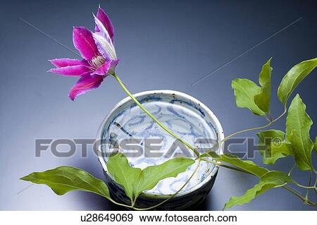 Stock Photo - Lilac clematis. Fotosearch