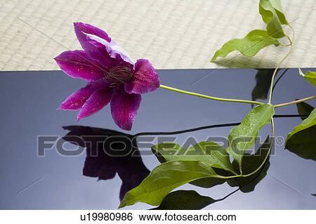 Lilac clematis View Large Photo Image Stock Photograph - Lilac clematis. Fotosearch