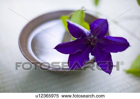 Stock Photography - Lilac clematis. Fotosearch