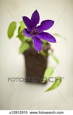 Stock Photography - Lilac clematis. Fotosearch