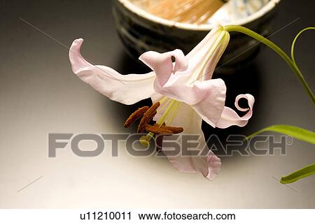Lilium japonicum View Large Photo Image Stock Image - Lilium japonicum. Fotosearch