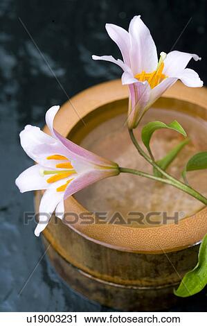 Lilium rubellum View Large Photo Image Stock Image - Lilium rubellum. Fotosearch