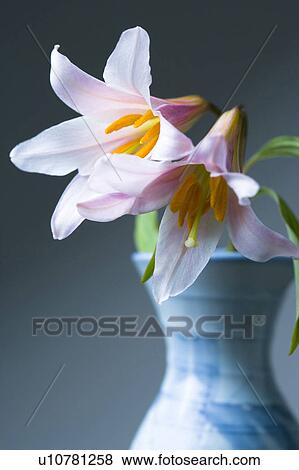 Stock Photo - Lilium rubellum. Fotosearch