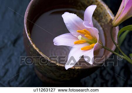 Lilium rubellum View Large Photo Image Stock Photo - Lilium rubellum. Fotosearch