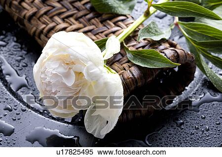 Stock Photography - Paeonia lactiflora. Fotosearch