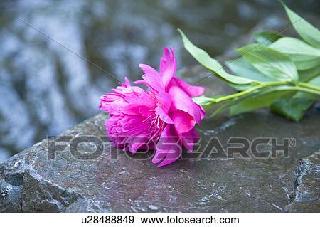 Stock Photo - Peony. Fotosearch