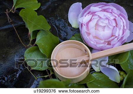 Stock Photograph - Peony. Fotosearch