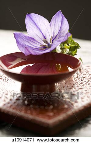 Platycodon grandiflorus View Large Photo Image Stock Image - Platycodon grandiflorus. Fotosearch