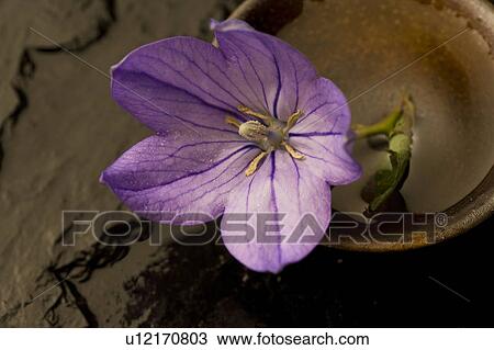 Stock Image - Platycodon grandiflorus. Fotosearch