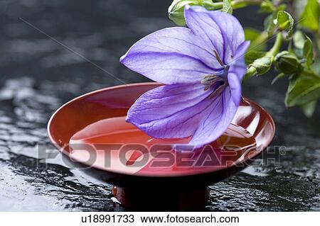 Stock Image - Platycodon grandiflorus. Fotosearch