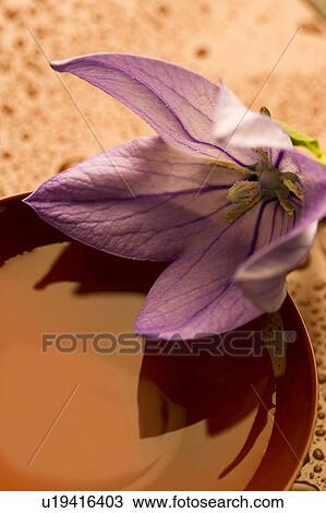 Platycodon grandiflorus View Large Photo Image Stock Image - Platycodon grandiflorus. Fotosearch