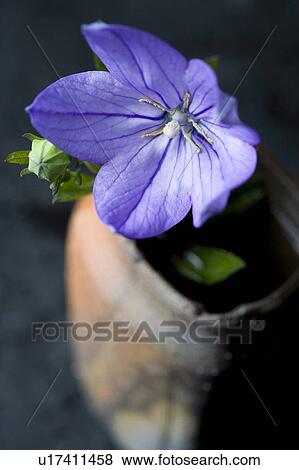 Stock Photo - Platycodon grandiflorus. Fotosearch