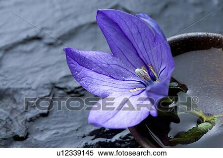 Stock Photography - Platycodon grandiflorus. Fotosearch