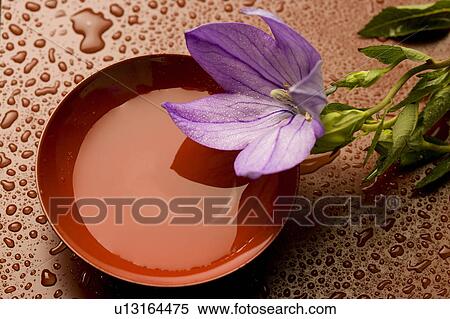 Platycodon grandiflorus View Large Photo Image Stock Photography - Platycodon grandiflorus. Fotosearch