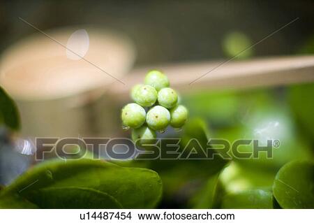 Picture - Smilax china. Fotosearch