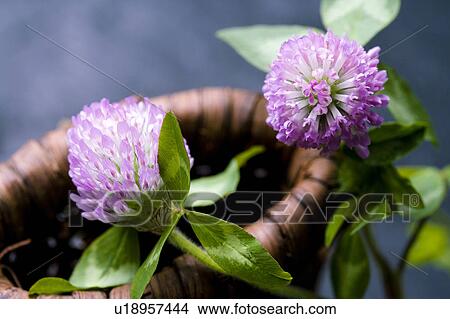 Trifolium pratense View Large Photo Image Picture - Trifolium pratense. Fotosearch